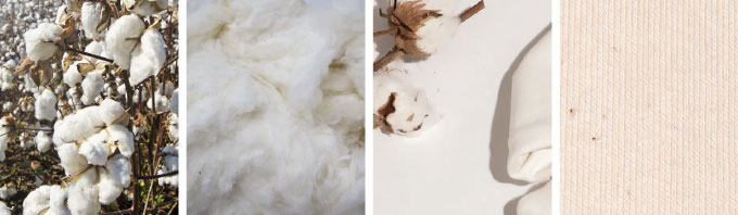 coton bio de la plantation à la fabrication